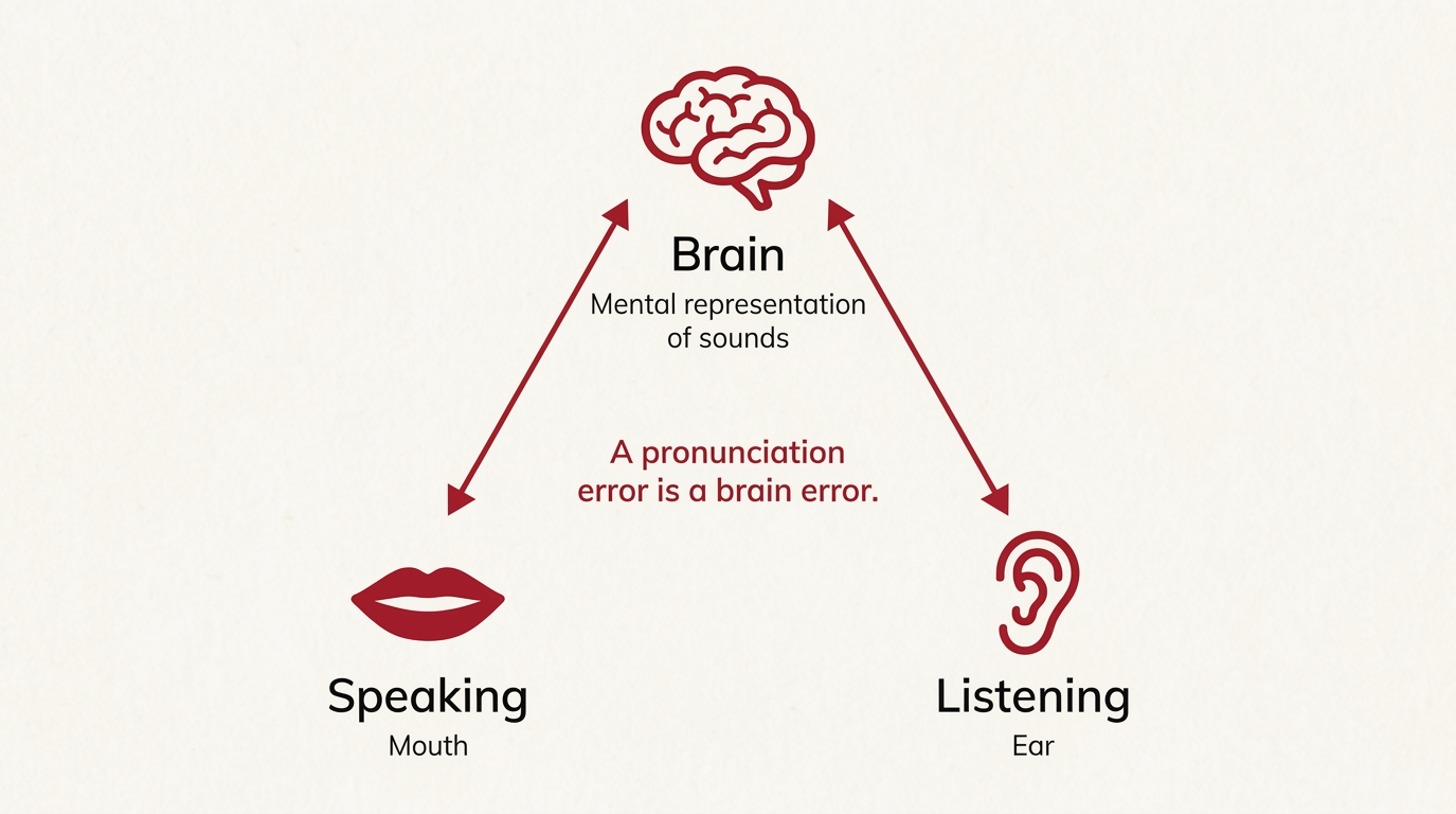 Why tone errors affect both speaking and listening in Chinese Diagram of the perception–production loop in Mandarin tone learning, showing how tone errors affect both speaking and listening